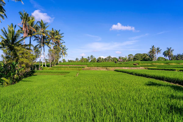 Agro Valley frozen produce company overview