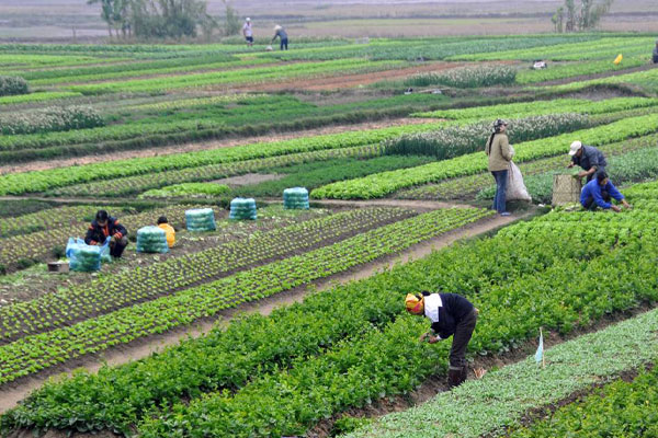 Frozen fruits and vegetables representing Agro Valley mission