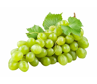 Fresh and frozen produce showcase - Agro Valley export quality